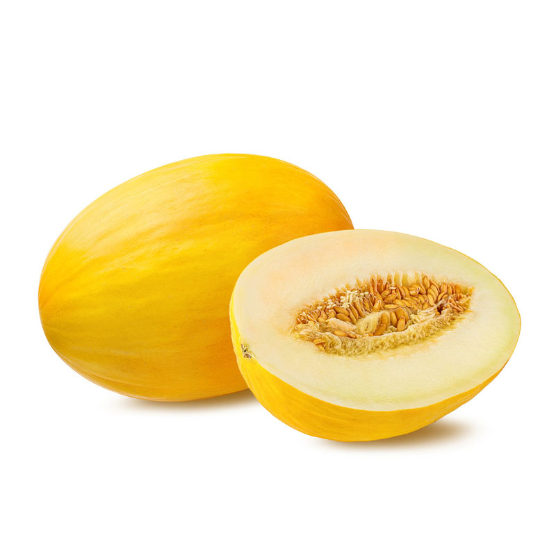 Plants de melon Maroc